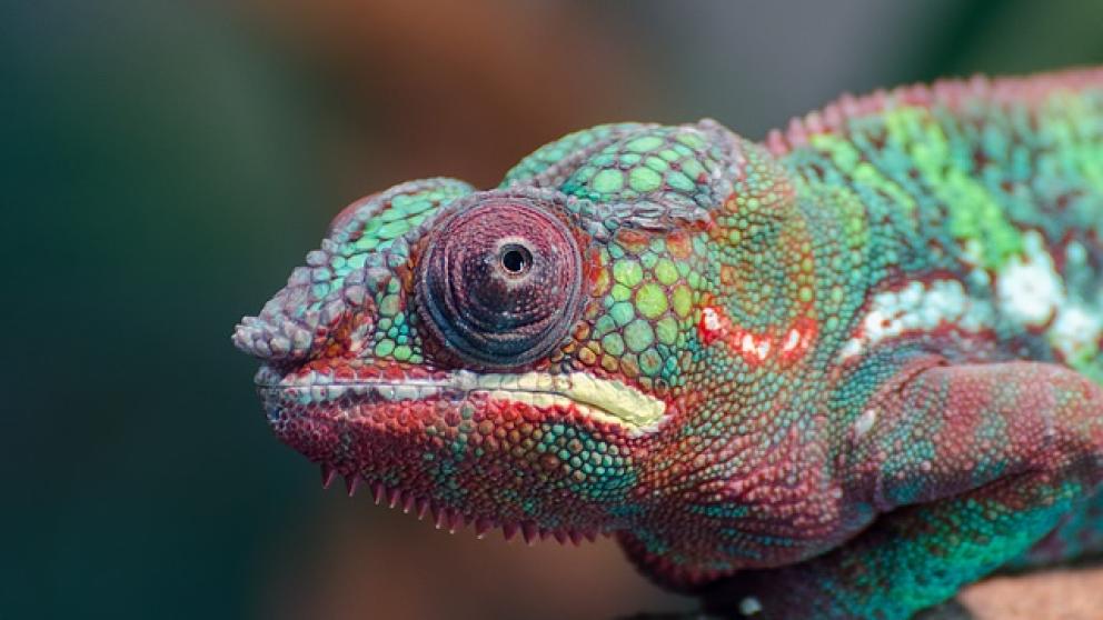 Aanpassingsvermogen: kerncompetentie van de 21e eeuw?