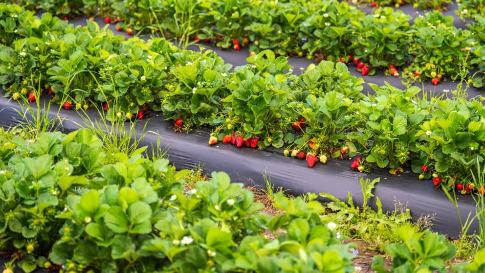 Beleid omtrent inzet arbeidsmigranten moet gerichter