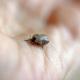 Tot 3% kans op Lyme na tekenbeet