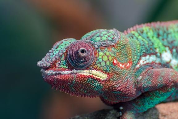 Aanpassingsvermogen: kerncompetentie van de 21e eeuw?