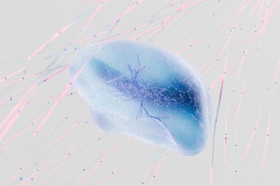 Re-integreren: In lijn met de natuurlijke werking van het brein